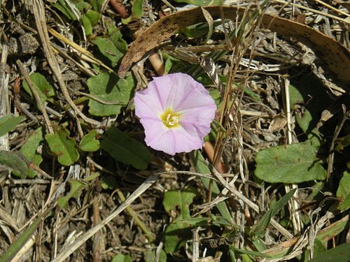 Polymeria calycina